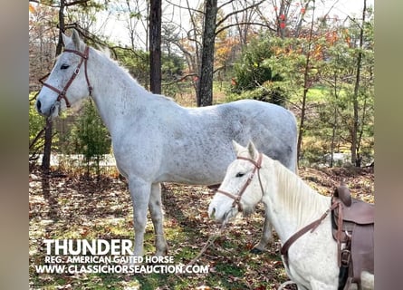 Tennessee walking horse, Caballo castrado, 5 años, 152 cm, Tordo