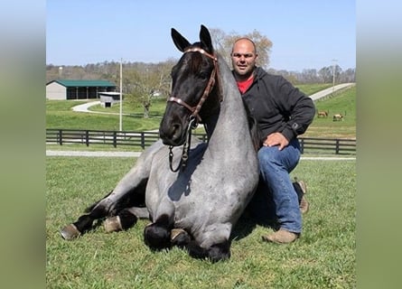 Tennessee walking horse, Caballo castrado, 5 años, 163 cm, Ruano azulado