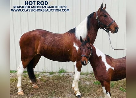 Tennessee walking horse, Caballo castrado, 6 años, 142 cm, Tobiano-todas las-capas