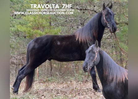 Tennessee walking horse, Caballo castrado, 6 años, 152 cm