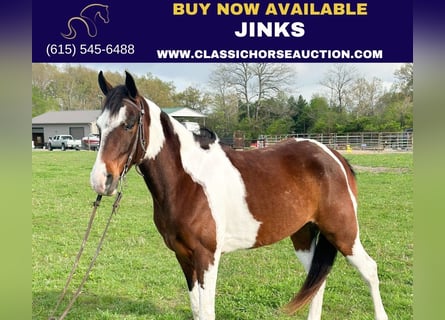 Tennessee walking horse, Caballo castrado, 6 años, 152 cm, Castaño rojizo