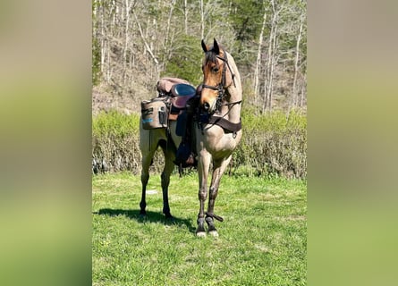 Tennessee walking horse, Caballo castrado, 6 años, 152 cm, Castaño rojizo