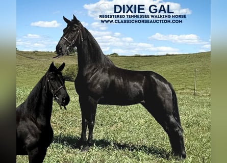 Tennessee walking horse, Caballo castrado, 6 años, 152 cm, Negro