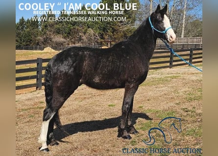 Tennessee walking horse, Caballo castrado, 6 años, 152 cm, Negro