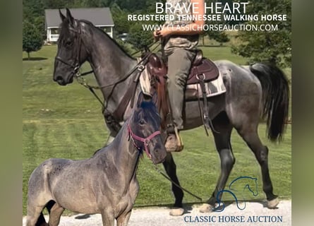 Tennessee walking horse, Caballo castrado, 6 años, 152 cm, Ruano azulado