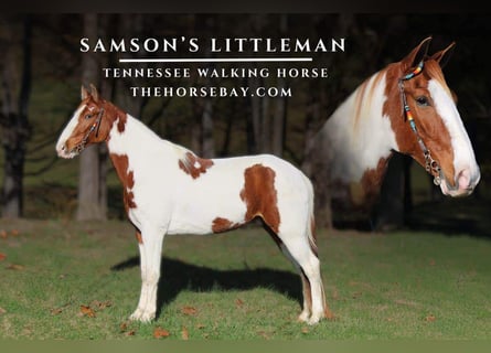 Tennessee walking horse, Caballo castrado, 6 años, 157 cm, Alazán-tostado