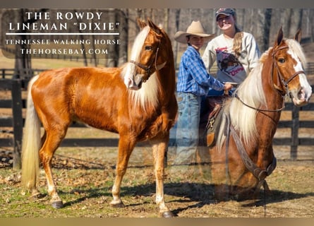 Tennessee walking horse, Caballo castrado, 6 años, 160 cm, Alazán rojizo