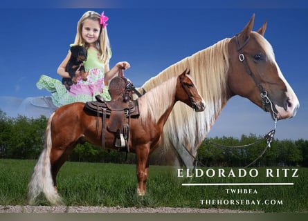 Tennessee walking horse, Caballo castrado, 6 años, 160 cm, Alazán rojizo