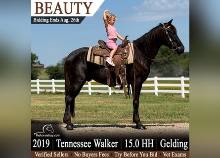 Tennessee walking horse, Caballo castrado, 7 años, 152 cm, Negro