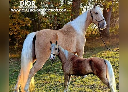 Tennessee walking horse, Caballo castrado, 7 años, 152 cm, Palomino