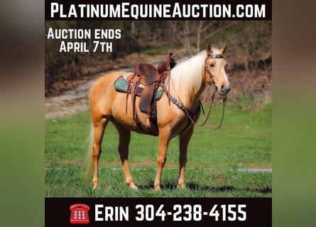 Tennessee walking horse, Caballo castrado, 7 años, 152 cm, Palomino
