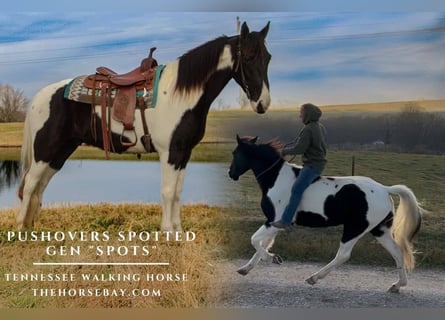 Tennessee walking horse, Caballo castrado, 7 años, 160 cm, Tobiano-todas las-capas
