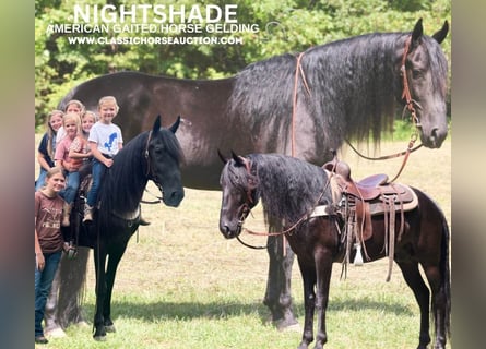 Tennessee walking horse, Caballo castrado, 8 años, 142 cm, Negro