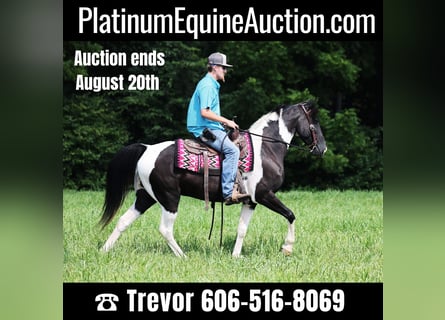 Tennessee walking horse, Caballo castrado, 8 años, 152 cm, Tobiano-todas las-capas