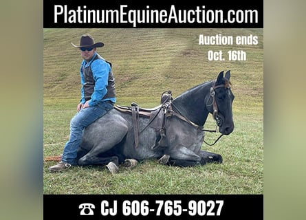 Tennessee walking horse, Caballo castrado, 8 años, 160 cm, Ruano azulado