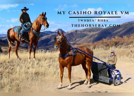 Tennessee walking horse, Caballo castrado, 8 años, 163 cm, Alazán rojizo