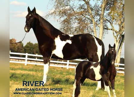 Tennessee walking horse, Caballo castrado, 9 años, 152 cm, Tobiano-todas las-capas