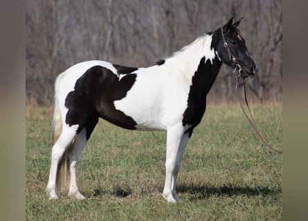 Tennessee walking horse, Caballo castrado, 9 años, 152 cm, Tobiano-todas las-capas