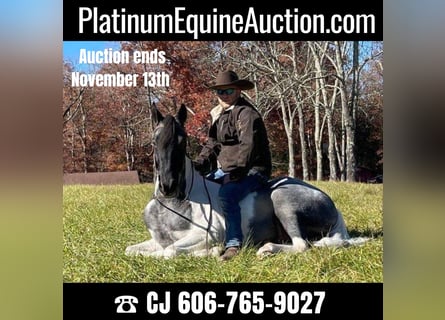 Tennessee walking horse, Caballo castrado, 9 años, 152 cm, Tobiano-todas las-capas