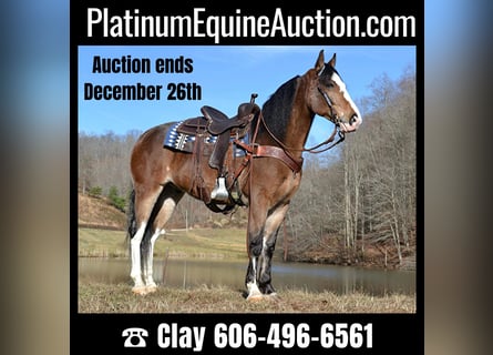 Tennessee walking horse, Caballo castrado, 9 años, 155 cm, Castaño-ruano