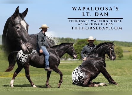 Tennessee walking horse Mestizo, Caballo castrado, 9 años, 155 cm, Negro