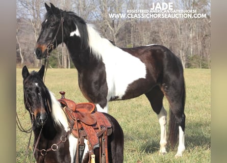 Tennessee Walking Horse, Castrone, 10 Anni, 142 cm, Tobiano-tutti i colori