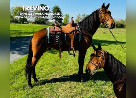 Tennessee Walking Horse, Castrone, 11 Anni, 152 cm, Baio ciliegia