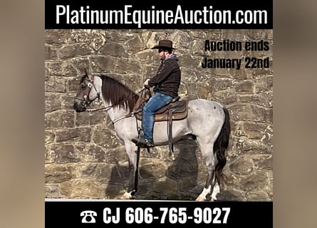 Tennessee Walking Horse, Castrone, 11 Anni, 152 cm, Roano blu