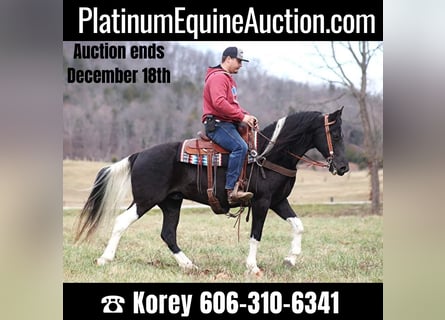 Tennessee Walking Horse, Castrone, 11 Anni, 152 cm, Tobiano-tutti i colori