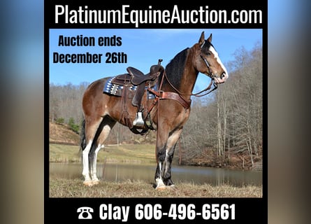 Tennessee Walking Horse, Castrone, 11 Anni, 155 cm, Baio roano