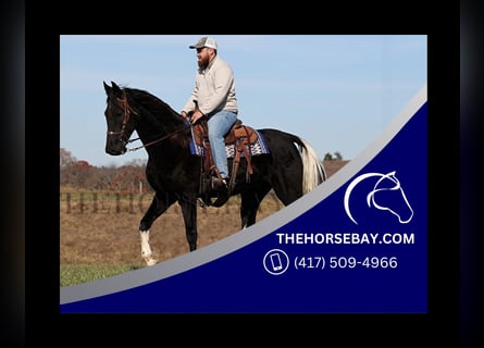 Tennessee Walking Horse, Castrone, 11 Anni, Morello