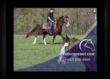 Tennessee Walking Horse, Castrone, 12 Anni, 147 cm, Sabino