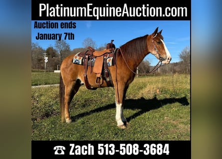 Tennessee Walking Horse, Castrone, 12 Anni, 150 cm, Baio roano
