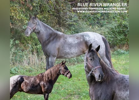 Tennessee Walking Horse, Castrone, 12 Anni, 152 cm, Roano blu