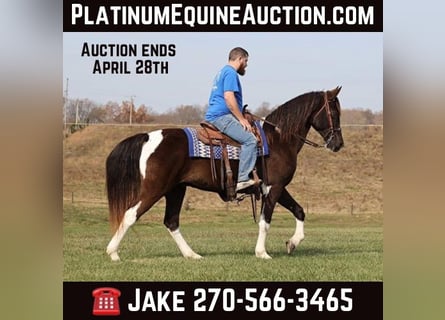 Tennessee Walking Horse, Castrone, 12 Anni, 157 cm, Tobiano-tutti i colori