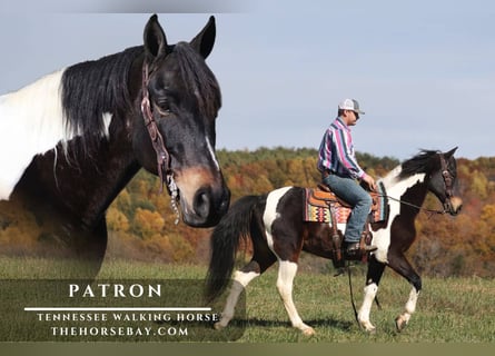 Tennessee Walking Horse, Castrone, 12 Anni, 157 cm, Tobiano-tutti i colori