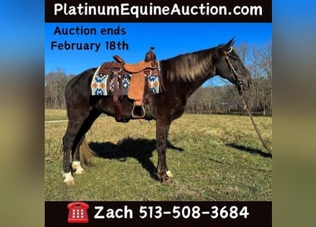 Tennessee Walking Horse, Castrone, 12 Anni, Baio