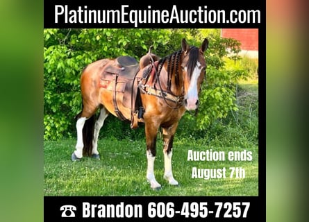 Tennessee Walking Horse, Castrone, 12 Anni, Baio roano