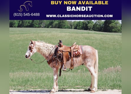 Tennessee Walking Horse, Castrone, 13 Anni, 132 cm, Roano rosso