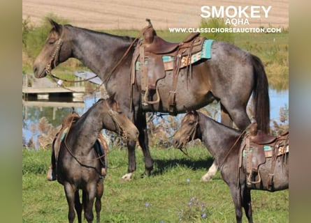 Tennessee Walking Horse, Castrone, 13 Anni, 152 cm, Pelle di daino