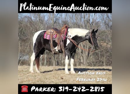 Tennessee Walking Horse, Castrone, 13 Anni, 152 cm, Tobiano-tutti i colori