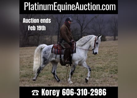 Tennessee Walking Horse, Castrone, 13 Anni, 155 cm, Grigio pezzato