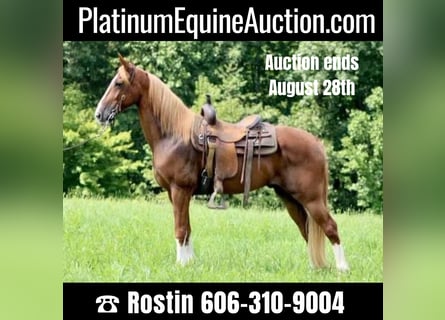 Tennessee Walking Horse, Castrone, 13 Anni, 155 cm, Sauro ciliegia