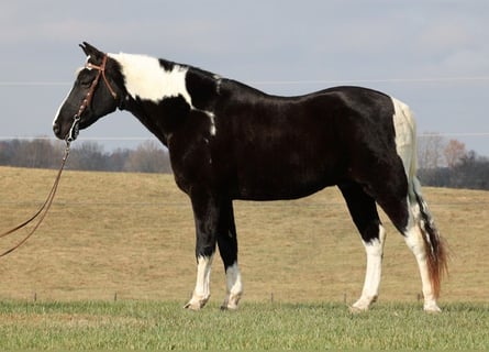 Tennessee Walking Horse, Castrone, 13 Anni, 155 cm, Tobiano-tutti i colori