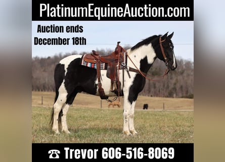 Tennessee Walking Horse, Castrone, 13 Anni, 155 cm, Tobiano-tutti i colori