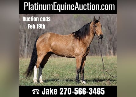 Tennessee Walking Horse, Castrone, 14 Anni, 152 cm, Pelle di daino