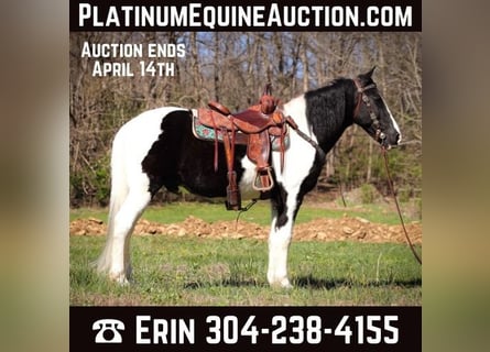 Tennessee Walking Horse, Castrone, 15 Anni, 150 cm, Morello