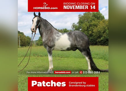 Tennessee Walking Horse, Castrone, 16 Anni, 152 cm, Sabino