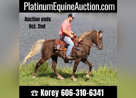 Tennessee Walking Horse, Castrone, 16 Anni, 163 cm, Baio