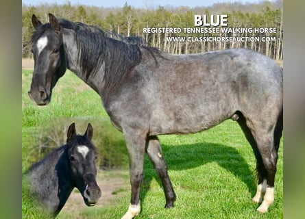 Tennessee Walking Horse, Castrone, 3 Anni, 142 cm, Roano blu